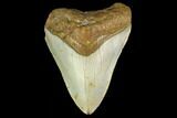 Bargain, 3.86" Fossil Megalodon Tooth - North Carolina - #131561-1